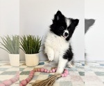 Small #1 Pomeranian