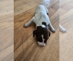 Small Photo #10 German Shorthaired Pointer Puppy For Sale in EVANSVILLE, WY, USA