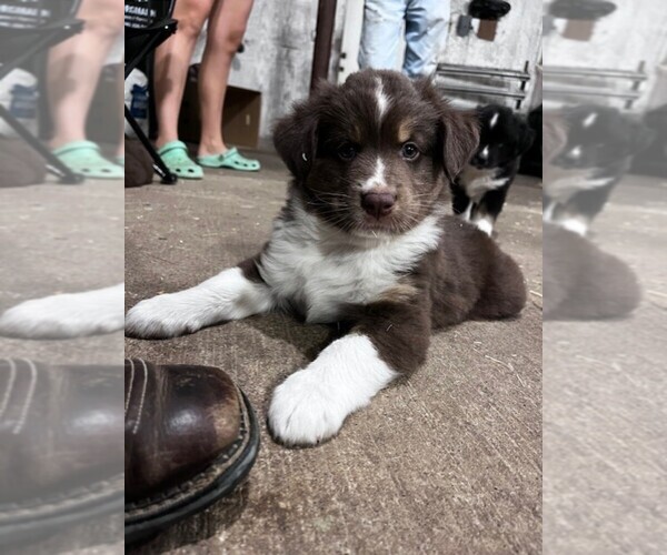 Medium Photo #3 Miniature Australian Shepherd Puppy For Sale in HOLDINGFORD, MN, USA