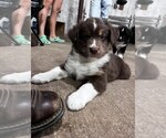 Small #2 Miniature Australian Shepherd