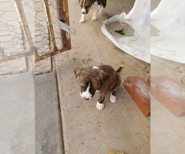Medium Photo #4 American Pit Bull Terrier-Border Collie Mix Puppy For Sale in PHOENIX, AZ, USA