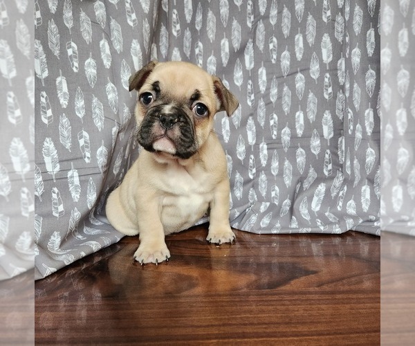 Medium Photo #2 French Bulldog Puppy For Sale in MORGANTOWN, PA, USA