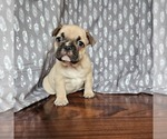 Small Photo #2 French Bulldog Puppy For Sale in MORGANTOWN, PA, USA