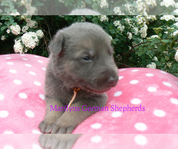 Medium Photo #5 German Shepherd Dog Puppy For Sale in PIEDMONT, MO, USA