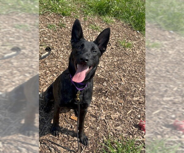 Medium Photo #3 Holland Shepherd Puppy For Sale in Imlay City, MI, USA