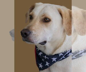 Labrador Retriever Dogs for adoption in Wilmington, NC, USA