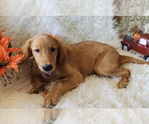 Golden Retriever Puppy for sale in MYRTLE BEACH, SC, USA