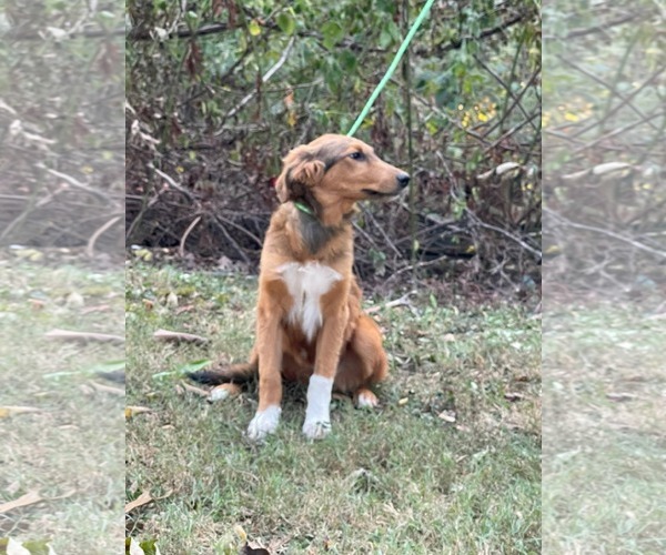 Medium Photo #6 Retriever -Unknown Mix Puppy For Sale in HOPKINSVILLE/PRINCETON, KY, NH, USA