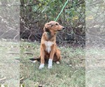Small #5 Retriever  Mix