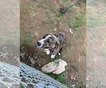 Small Photo #4 Labrador Retriever-Mountain Cur Mix Puppy For Sale in Crystal, MN, USA