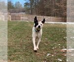 Small Photo #19 American Pit Bull Terrier Puppy For Sale in Spotsylvania, VA, USA
