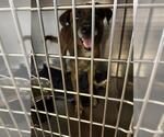 BLITZ - Male Catahoula Leopard Dog-Unknown Mix Dog for Adoption - Small photo