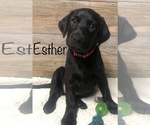 Puppy Esther Bulldog