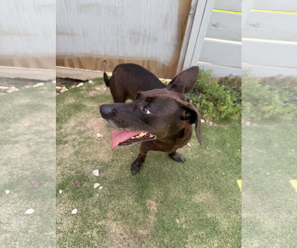 Medium Photo #4 Chiweenie Puppy For Sale in The Woodlands, TX, USA