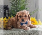 Small Photo #3 Cavapoo Puppy For Sale in GORDONVILLE, PA, USA