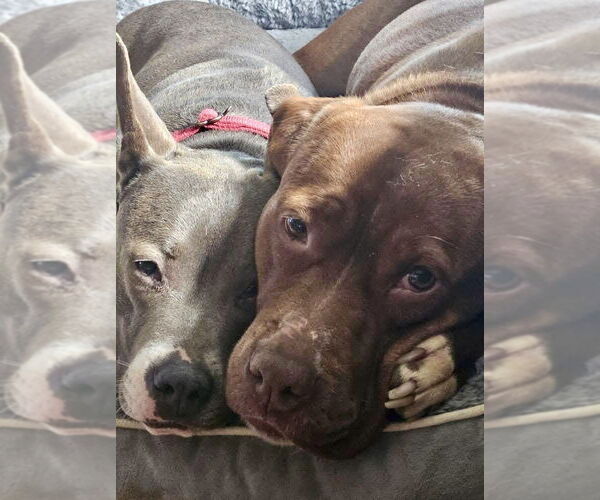 Medium Photo #35 Mutt Puppy For Sale in Mount Laurel, NJ, USA