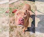 Small American Pit Bull Terrier