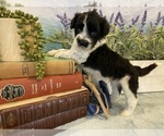 Small Photo #11 Portuguese Water Dog Puppy For Sale in FRANKLIN, TN, USA