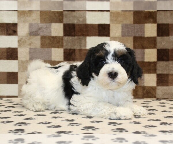 Medium Photo #2 Bernedoodle (Miniature) Puppy For Sale in DENVER, PA, USA