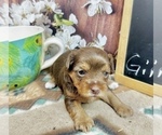 Small #9 Morkie