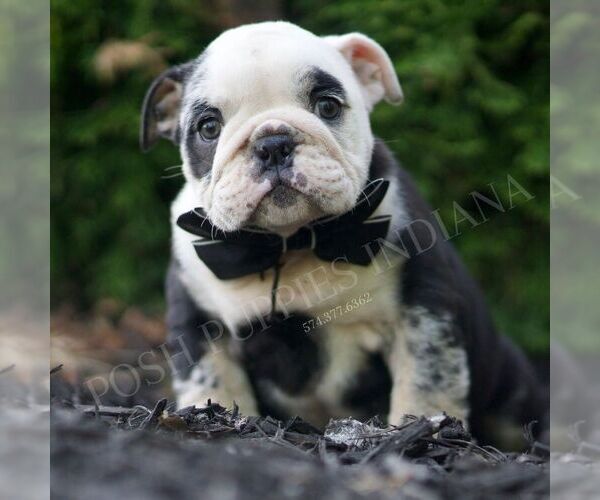 Medium Photo #2 Bulldog Puppy For Sale in WARSAW, IN, USA