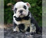 Small #1 Bulldog