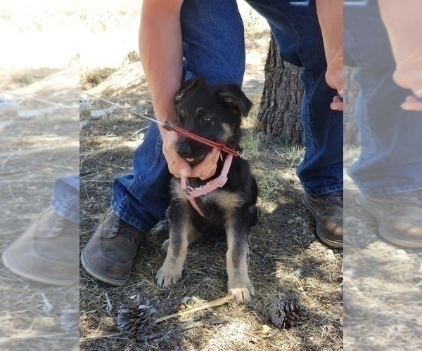 Medium Photo #6 German Shepherd Dog Puppy For Sale in BREWSTER, CO, USA