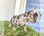 Small Photo #10 French Bulldog Puppy For Sale in ENCINO, CA, USA