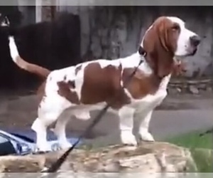 Father of the Basset Hound puppies born on 08/15/2021