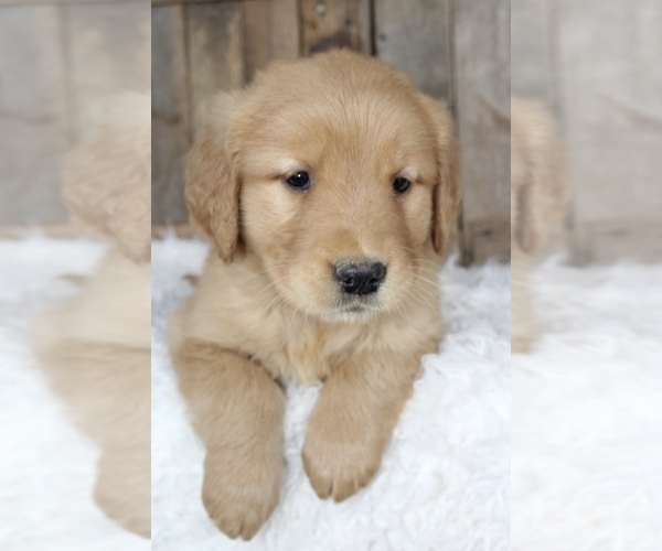 Medium Photo #3 Golden Retriever Puppy For Sale in MASON, OH, USA