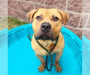 American Pit Bull Terrier Dogs for adoption in Minneapolis, MN, USA