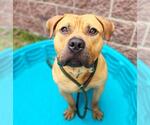 Small American Pit Bull Terrier
