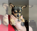Small #4 Chihuahua