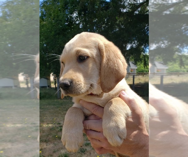 Medium Photo #11 Labrador Retriever Puppy For Sale in OLYMPIA, WA, USA