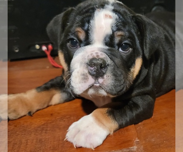 Medium Photo #1 Bulldog Puppy For Sale in MODESTO, CA, USA