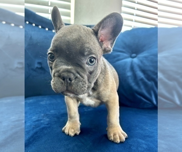 Medium Photo #8 French Bulldog Puppy For Sale in BAKERSFIELD, CA, USA
