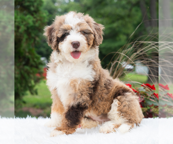 Medium Photo #4 Bernedoodle (Miniature) Puppy For Sale in NEWPORT, PA, USA