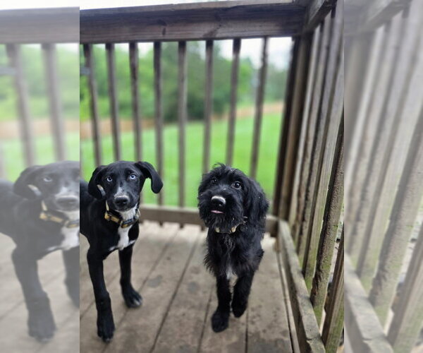 Medium Photo #2 Labmaraner Puppy For Sale in Aurora, IN, USA