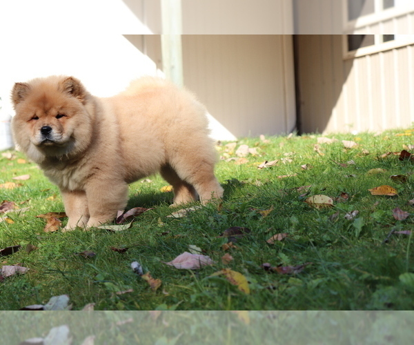 Medium Photo #2 Chow Chow Puppy For Sale in AUGUSTA, MI, USA