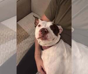 Georgie - Male Mutt Dog for Adoption - Photo #2