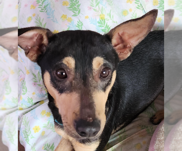 Medium Photo #8 Chihuahua-Unknown Mix Puppy For Sale in Cranston, RI, USA