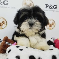 Mal-Shi Puppy for sale in TEMPLE CITY, CA, USA