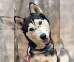 Small Siberian Husky