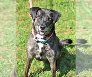 Ollie (Noah) Alabama - Male Beagle-Unknown Mix Dog for Adoption - Photo #18