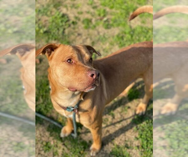 Medium Photo #2 American Pit Bull Terrier Puppy For Sale in Calgary, Alberta, Canada