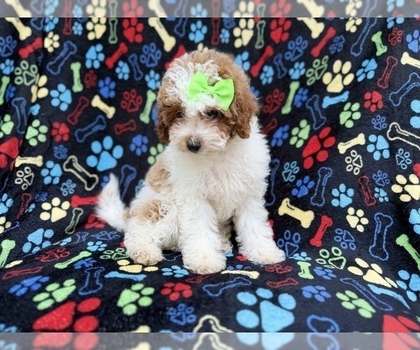 Medium Photo #6 Poodle (Miniature) Puppy For Sale in LAKELAND, FL, USA