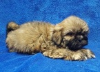 Small Photo #23 Lhasa Apso Puppy For Sale in BUFFALO, MO, USA