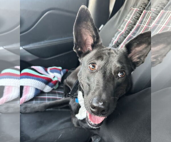 Medium Photo #11 Mutt Puppy For Sale in Overland Park, KS, USA
