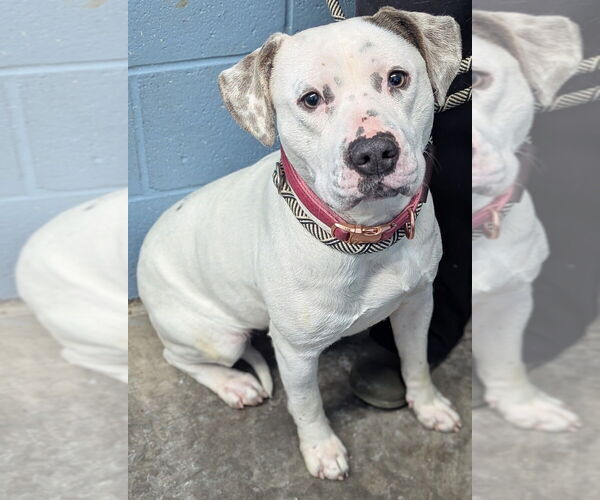 Medium Photo #1 Mutt Puppy For Sale in Evansville, IN, USA