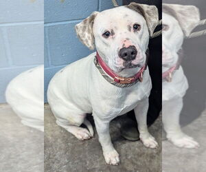 Mutt Dogs for adoption in Evansville, IN, USA